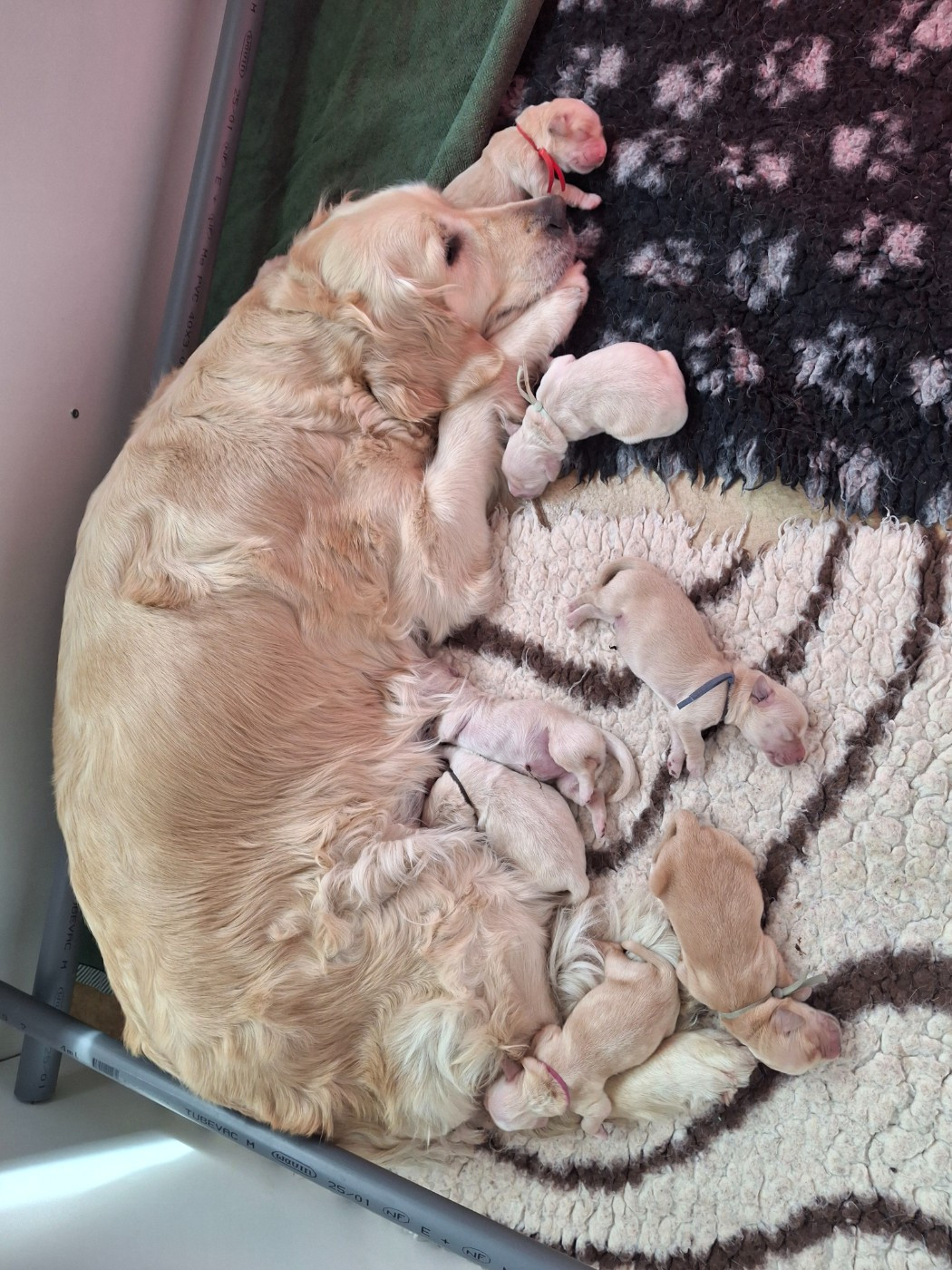 Chiots 12 avril 2026